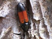 Gegürtelter Schnellkäfer, Ampedus balteatus