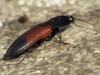 Gegürtelter Schnellkäfer, Ampedus balteatus