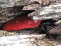 Ampedus sp.