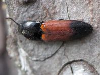 Gegürtelter Schnellkäfer, Ampedus balteatus