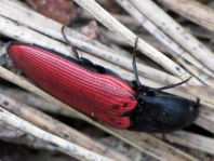 Ampedus sp.