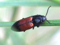 Gegürtelter Schnellkäfer, Ampedus balteatus