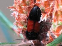 Gegürtelter Schnellkäfer, Ampedus balteatus