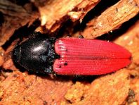 Ampedus sp.