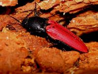 Ampedus sp.