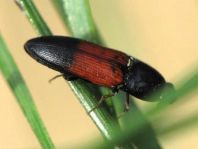 Gegürtelter Schnellkäfer, Ampedus balteatus