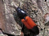 Gegürtelter Schnellkäfer, Ampedus balteatus