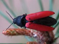 Ampedus sp.