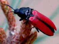 Ampedus sp.