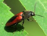 Ampedus sanguinolentus