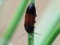 Gegürtelter Schnellkäfer, Ampedus balteatus