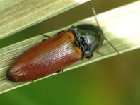 Ampedus sp.