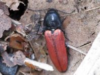 Ampedus sp.