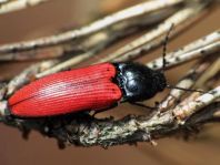 Ampedus sp.