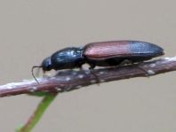 Gegürtelter Schnellkäfer, Ampedus balteatus
