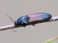 Gegürtelter Schnellkäfer, Ampedus balteatus