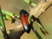 Gegürtelter Schnellkäfer, Ampedus balteatus