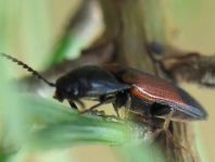Gegürtelter Schnellkäfer, Ampedus balteatus