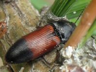 Gegürtelter Schnellkäfer, Ampedus balteatus