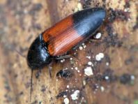Gegürtelter Schnellkäfer, Ampedus balteatus