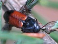 Gegürtelter Schnellkäfer, Ampedus balteatus