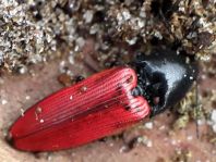 Ampedus sp.