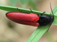 Ampedus sp.