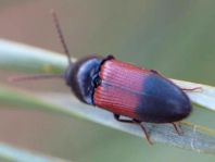Gegürtelter Schnellkäfer, Ampedus balteatus