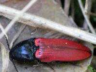 Ampedus sp.