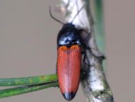 Ampedus elongatulus