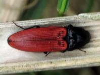 Ampedus sp.