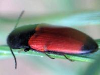 Ampedus elongatulus