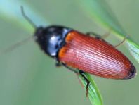 Ampedus sp.