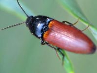 Ampedus sp.