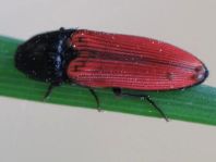 Ampedus sp.