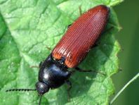 Ampedus pomorum