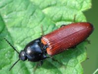 Ampedus pomorum