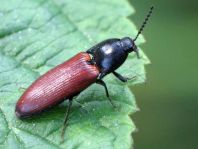 Ampedus pomorum