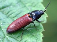 Ampedus pomorum