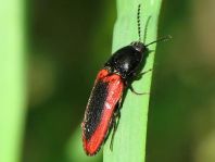 Ampedus sanguinolentus
