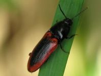 Ampedus sanguinolentus