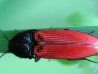 Ampedus sp.