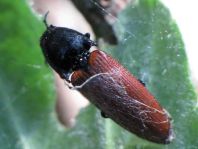Ampedus sp.