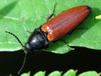 Ampedus sp.