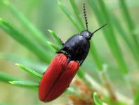 Ampedus sp.