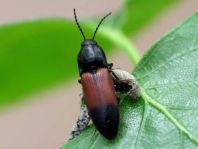 Gegürtelter Schnellkäfer, Ampedus balteatus