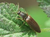 Athous subfuscus