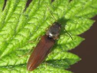 Athous subfuscus