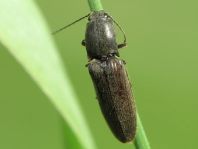 Athous haemorrhoidalis