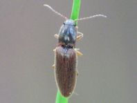 Athous subfuscus